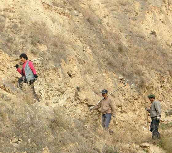 雖沒(méi)有十里桃林，漫山遍野的灼灼芳華。但我們有萬(wàn)畝國(guó)家級(jí)標(biāo)準(zhǔn)化油橄欖種植示范基地，漫山遍野，香氣撲鼻。畝是中國(guó)市制土地面積單位，一畝等于六十平..