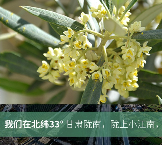 武都的氣候、土壤等與地中海沿岸極其相似，同處于世界頂級(jí)油橄欖黃金生產(chǎn)帶（32°58--33°36）年平均氣溫為14.7°，年日照時(shí)數(shù)1911..